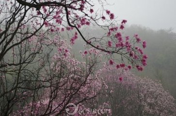 題靈隱寺紅辛夷花，戲酬光上人