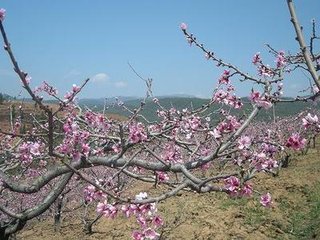 西昌閑步（二首）