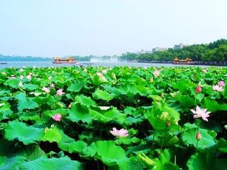 西湖初夏