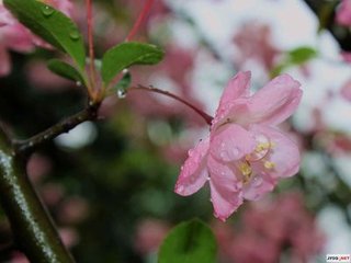 雨中花·剪翠妝紅欲就