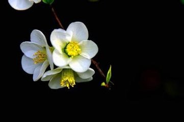 菩薩蠻·滿宮明月梨花白