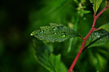 寄白石師（師無名，常居白石谷中，因為號）