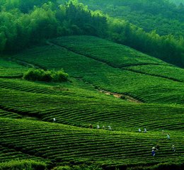 題茶山（在宜興）