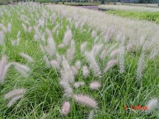 狼尾草