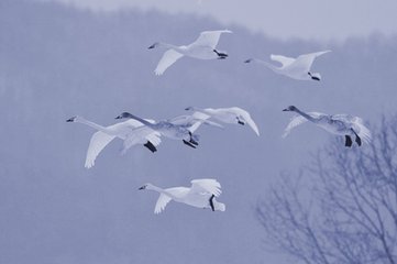 歲晚旅望