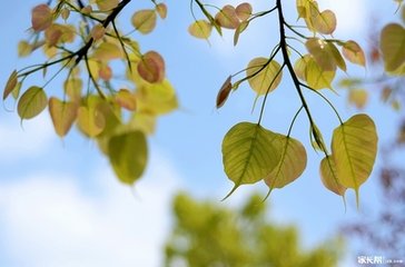 菩薩蠻（晉臣張菩提葉燈，席上賦）