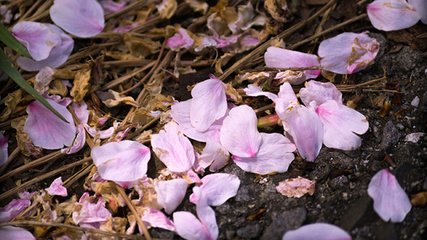 酬白樂(lè)天杏花園