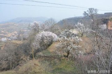 花前有感，兼呈崔相公、劉郎中