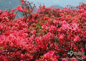 喜山石榴花開　去年自廬山移來。