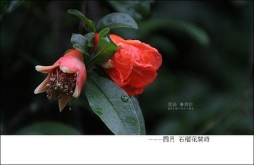 碧蟬兒花