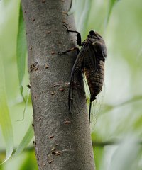 開成二年夏聞新蟬贈夢得