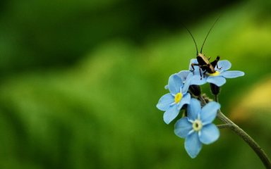 使東川。清明日