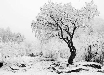 趙成伯家有姝麗仆忝鄉(xiāng)人不肯開(kāi)樽徒吟春雪謹(jǐn)