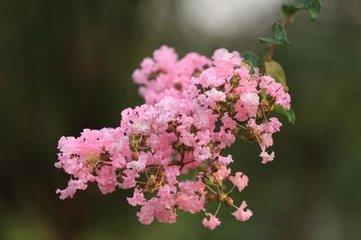 棲隱寺紫薇花二首