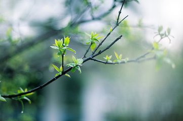 春雨一篇呈純甫賢僚縣庠諸彥