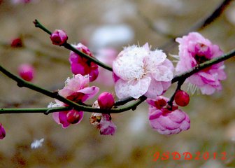 卜算子·客里見梅花