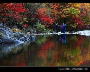 山茶花二首