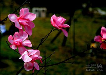 題靈隱寺紅辛夷花戲酬光上人