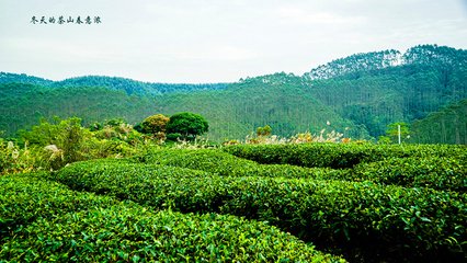 九月十八日至山園是日頗有春意