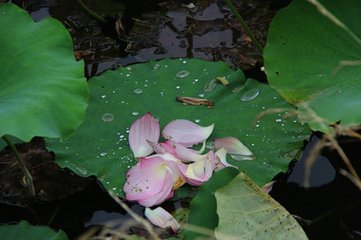 減字木蘭花·淮天不斷