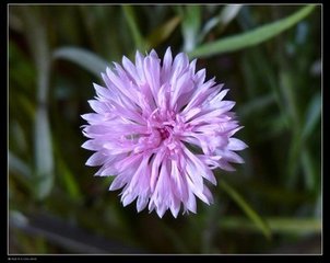 重陽(yáng)前一日大風(fēng)雨