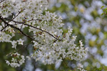 西江月·賦瑤圃青梅枝上晚花