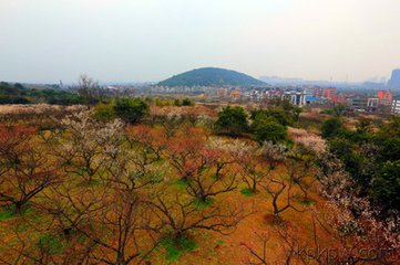 東園賞紅梅