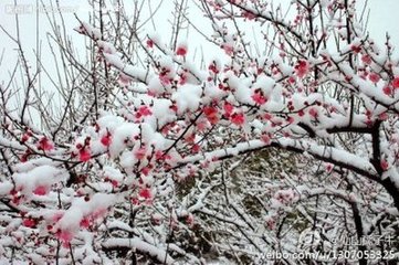 和人詠雪