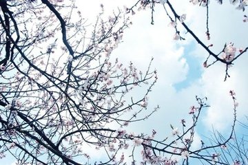 鷓鴣天·陌上柔條初破芽