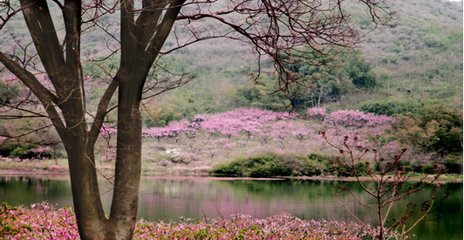 溧陽(yáng)桃花