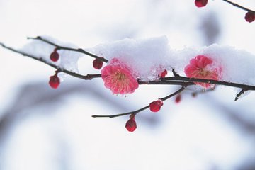 菩薩蠻·層層細剪冰花小