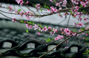 次韻酬杳仲文春日宴集