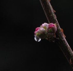 破陣樂·露花倒影