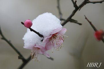 無(wú)悶·催雪