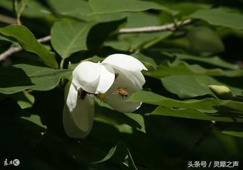 木蘭花·晚妝初了明肌雪