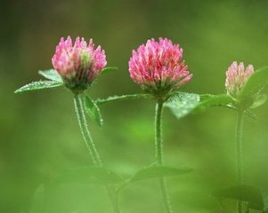 就花枝