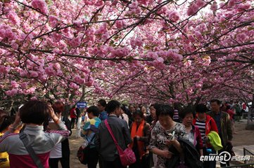 清明日青龍寺上方（得多字）