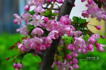 雨中看垂絲海棠