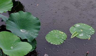 答野渡墊賓并其子和篇