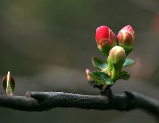 奉和圣制登降圣觀與宰臣等同望應(yīng)制