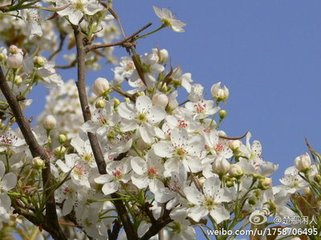 月照梨花（閨思）