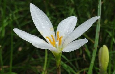 雨中花