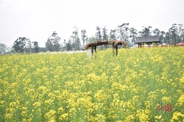 奉和武相公春曉聞鶯（一作蜀川聞鶯）