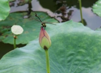 眼兒媚·疊翠闌紅斗纖濃