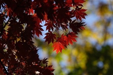 高陽臺(tái) 過種山