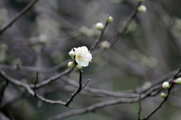 東風第一枝（探梅）