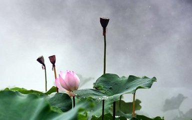 問歌顰（雨中花令）