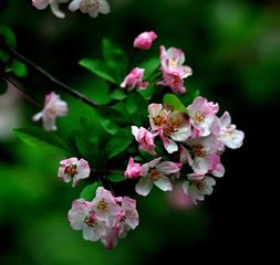 西江月·零落不因春雨