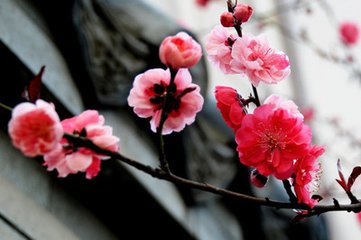 朝中措（丙午立春大雪，是歲十二月九日丑時(shí)立春）