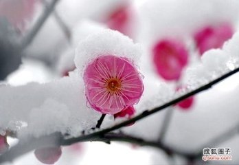 偷聲木蘭花·雪籠瓊苑梅花瘦